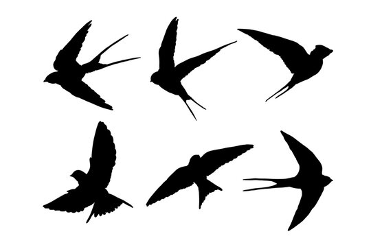 Set of silhouettes of swallows vector design