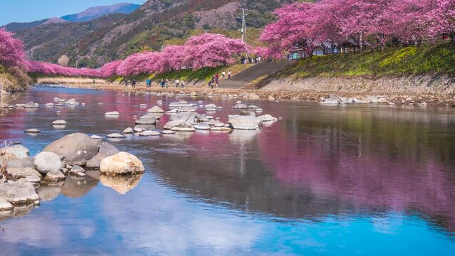 【静岡県・賀茂郡・河津町】河津川の桜並木　水面に映る桜と青空　タイムラプス映像　フィックス　
Beautiful rows of cherry blossom trees in the Kawazu River - Shizuoka, Japan - time lapse video - fix
