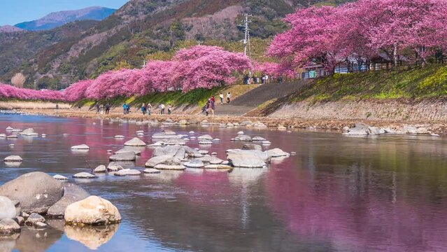 【静岡県・賀茂郡・河津町】桜の名所　河津川で花見を楽しむ人々　タイムラプス映像　パンレフト　
People enjoying cherry blossom viewing in Kawazu River - Shizuoka, Japan - time lapse video -pan left