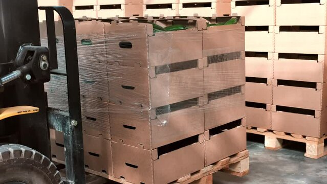 Electric forklift carrying cardboard box stack cucumber growing in greenhouse harvest agribusiness