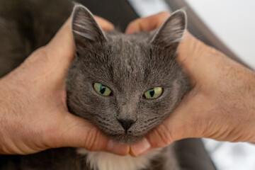 man hands making a heart shape, domestic grey cat sitting on person, pet trying to insert head into human hand, love to animals, true friendship