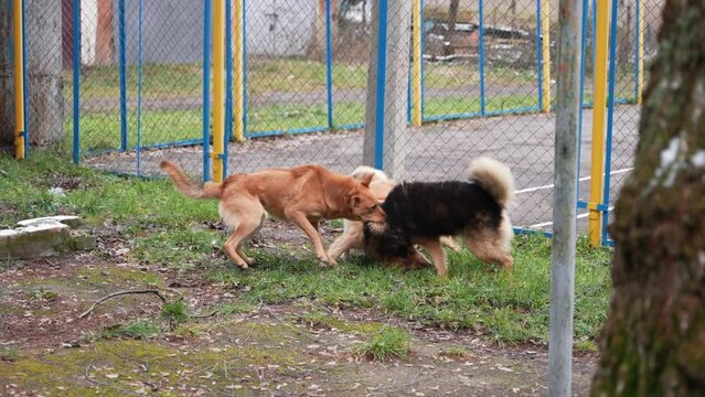 Fight of stray dogs on the street