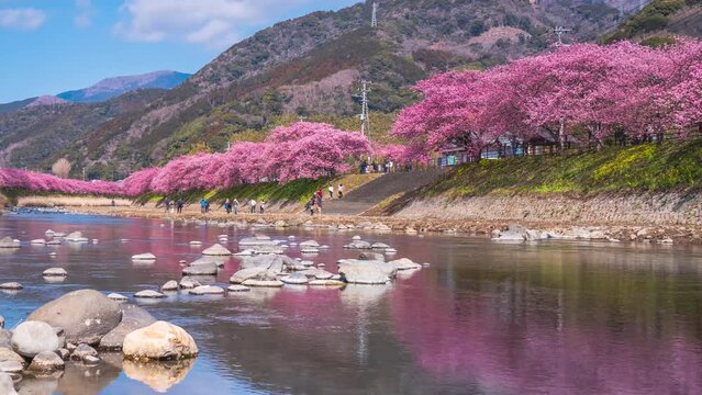 【静岡県・賀茂郡・河津町】河津川の桜並木　水面に映る桜と青空　タイムラプス映像　ティルトダウン　
Beautiful rows of cherry blossom trees in the Kawazu River - Shizuoka, Japan - time lapse video - tilt down