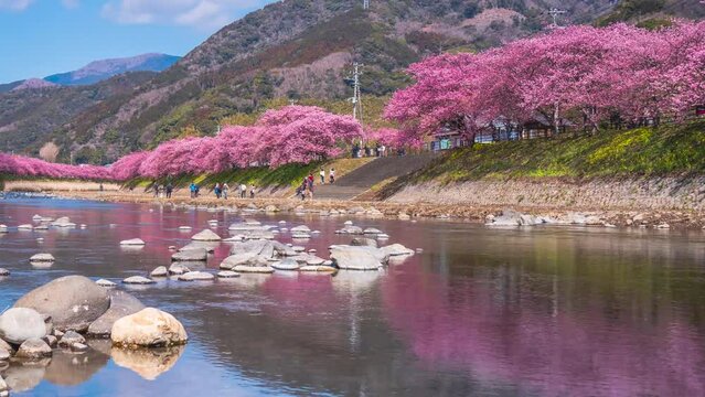 【静岡県・賀茂郡・河津町】河津川の桜並木　水面に映る桜と青空　タイムラプス映像　ティルトアップ　
Beautiful rows of cherry blossom trees in the Kawazu River - Shizuoka, Japan - time lapse video - tilt up