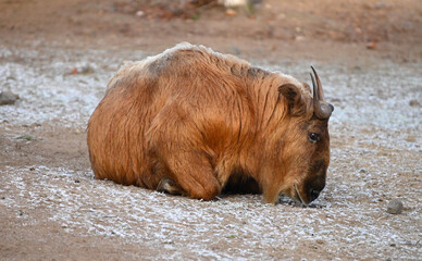 Fototapeta premium A sichuan takin goat on the snow in Himalaya