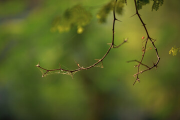 Close view of sial kanta