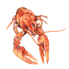 Watercolor illustration crafish isolated on white