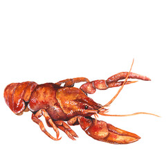 Watercolor illustration crafish isolated on white