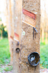 rubber tree industrial forest. rubber plantation, empty rubber latex storage container, spring summer located in Thailand