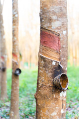 rubber tree industrial forest. rubber plantation, empty rubber latex storage container, spring summer located in Thailand