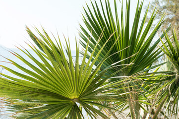 A close-up photo of many big tropical leaves