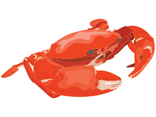 Crab in flat design on white background