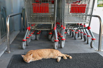 Cat lying at city market entrance