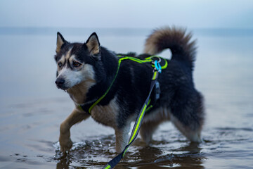 siberian husky dog walking in water