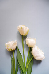 Beautiful white tulip flowers composition on pale blue background. Beautiful floral layout photo for wedding, bridal, mother's day and women's day background. 