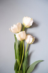 Beautiful white tulip flowers composition on pale blue background. Beautiful floral layout photo for wedding, bridal, mother's day and women's day background. 