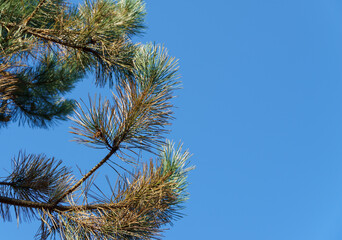 Diseased needles of Austrian pine (Pinus ‘Nigra’) or black pine against blue sky. Dry needle, rust on needles, but possibly effect of parasites or Неrpotrichia disease. Place for text