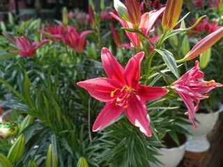 Fototapeta premium red lily in the garden