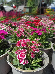 flowers in pots