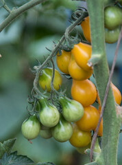 Summer harvest of juicy tomatoes on a branch.