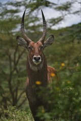 deer in the woods