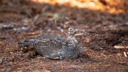 A wild turkey in Mount Rainier National Park in Washington