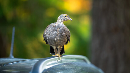 A wild turkey perches on a car roof in Washington's Mount Rainier National Park
