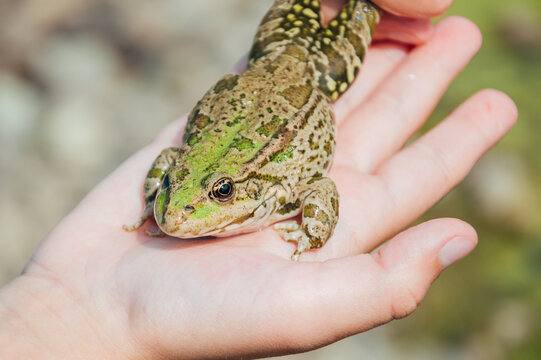 frog on bfrog on boy's handoy's hand. High quality photo