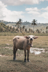 Little buffalo on a tropical island