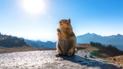 A chipmunk perches on a rock with mountains in the background along the Skyline Trail on Mt Rainier in Washington's Mount Rainier National Park