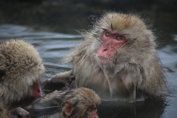 Yamanouchi Monkey park