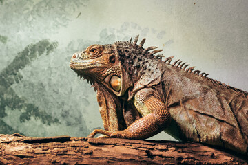 iguana on a tree