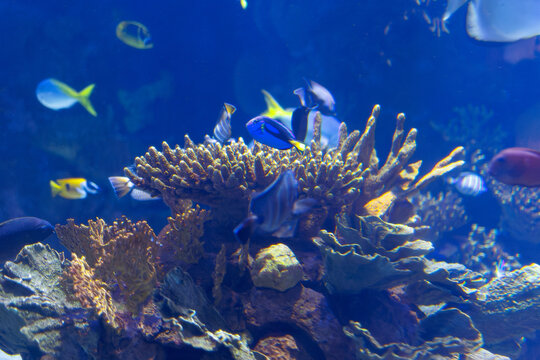Fishes and Corals inside a Big Blue Aquarium Tank