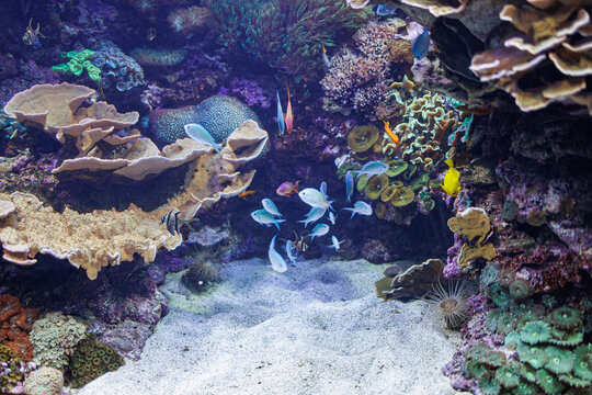 Fishes and Corals inside a Big Blue Aquarium Tank