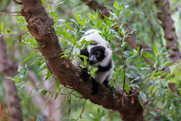 Lemur with Black and White Fur above a Tree Branch