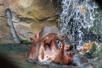 Two Hippos Playing with each Other immersed in Water opening their Immense Jaws