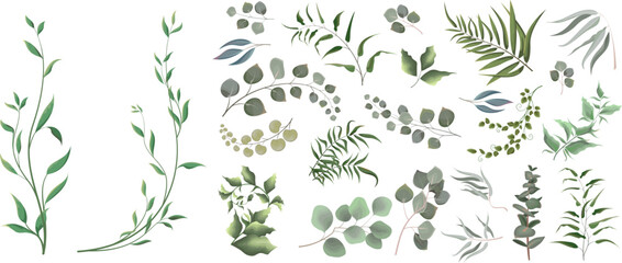 Fototapeta Mix of herbs and plants vector big collection. Juicy eucalyptus, green plants and leaves. All elements are isolated  obraz