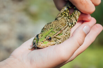 frog on bfrog on boy's handoy's hand. High quality photo
