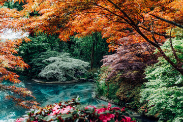 Beautiful japanese garden with various colorful maple trees and pond. Calming nature landscape view. Seasonal background. Selective focus, copy space.