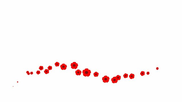 Animated red beautiful flowers fly from left to right. Looped video. Concept of spring. A wave of flying poppy flowers on white background.