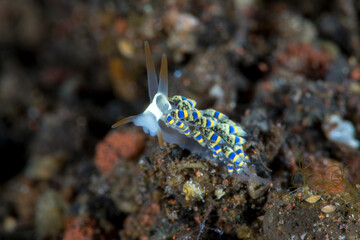 Obraz na płótnie Canvas A tiny sea animal - Nudibranch (sea slug) - Trinchesia sp. Underwater macro world of Tulamben, Bali, Indonesia.
