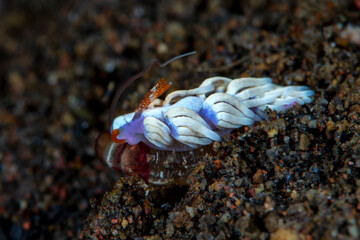 A tiny sea animal - Nudibranch (sea slug) - Trinchesia sp. Underwater macro world of Tulamben, Bali, Indonesia.