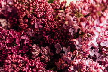 Beautiful lilac flowers Trendy color of 2023 viva magenta background. Spring blossom. Purple lilac flower on bush. Bouquet of purple flowers, shallow depth of field. Happy Mother's Day greetings card