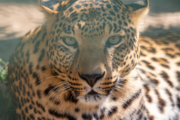 Fototapeta na wymiar Leopard in the zoo up close. Portrait