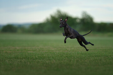 Obraz na płótnie Canvas black italian greyhound dog runs on the lawn. Pet plays on grass. Active pet