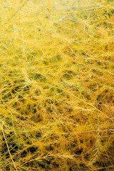 Green plant asparagus brachyphyllum in the garden. Macro photo of Dwarf Asparagus with red berries. Selective focus. Shallow depth of field. Vertical card.