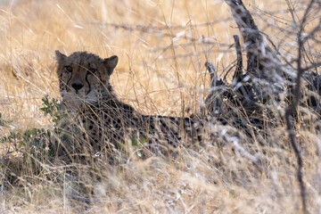 Telephoto show of a cheeta hiding in the bushes in Etosha National Park, Namibia.