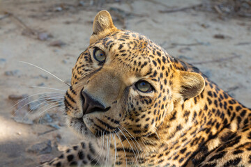 Leopard in the zoo up close. Portrait