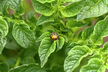 Colorado potato beetle. Potato bug on foliage of potato plant in its natural environment.