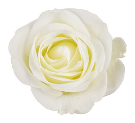 White rose flower isolated on white or transparent background - obrazy, fototapety, plakaty